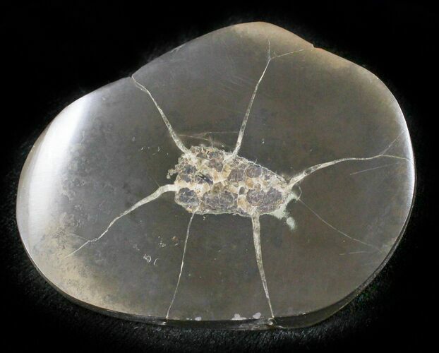 Polished Fish Coprolite (Fossil Poo) - Scotland #24545